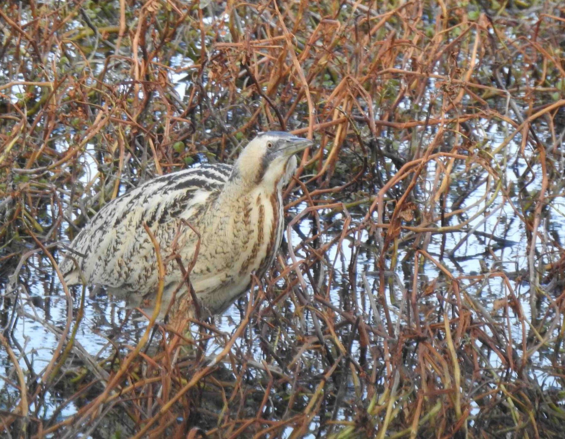 滋賀県で見たサンカノゴイ